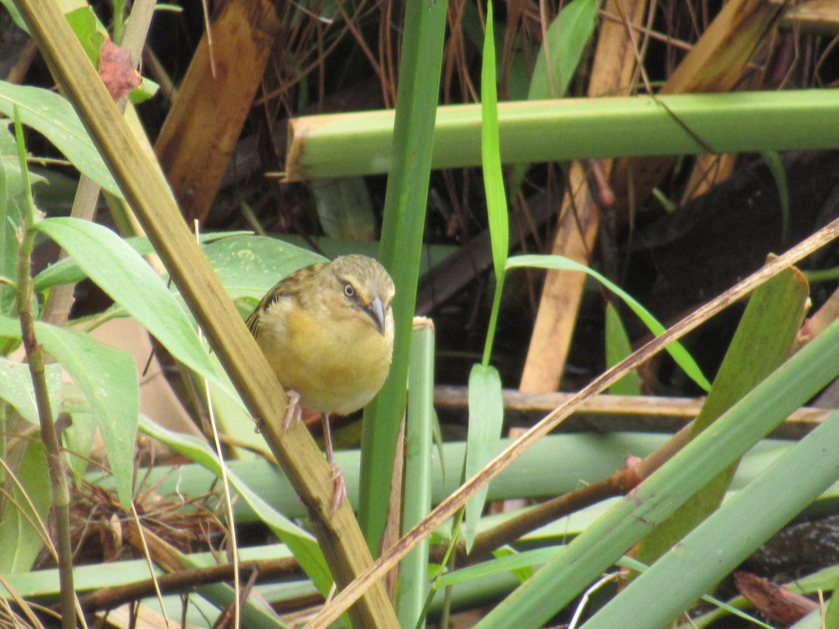 Tejedor Gorjipardo Norteño - ML647604629