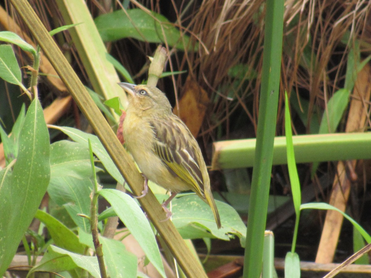 Tejedor Gorjipardo Norteño - ML647604630