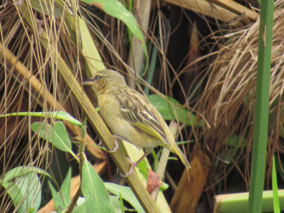 Tejedor Gorjipardo Norteño - ML647604631