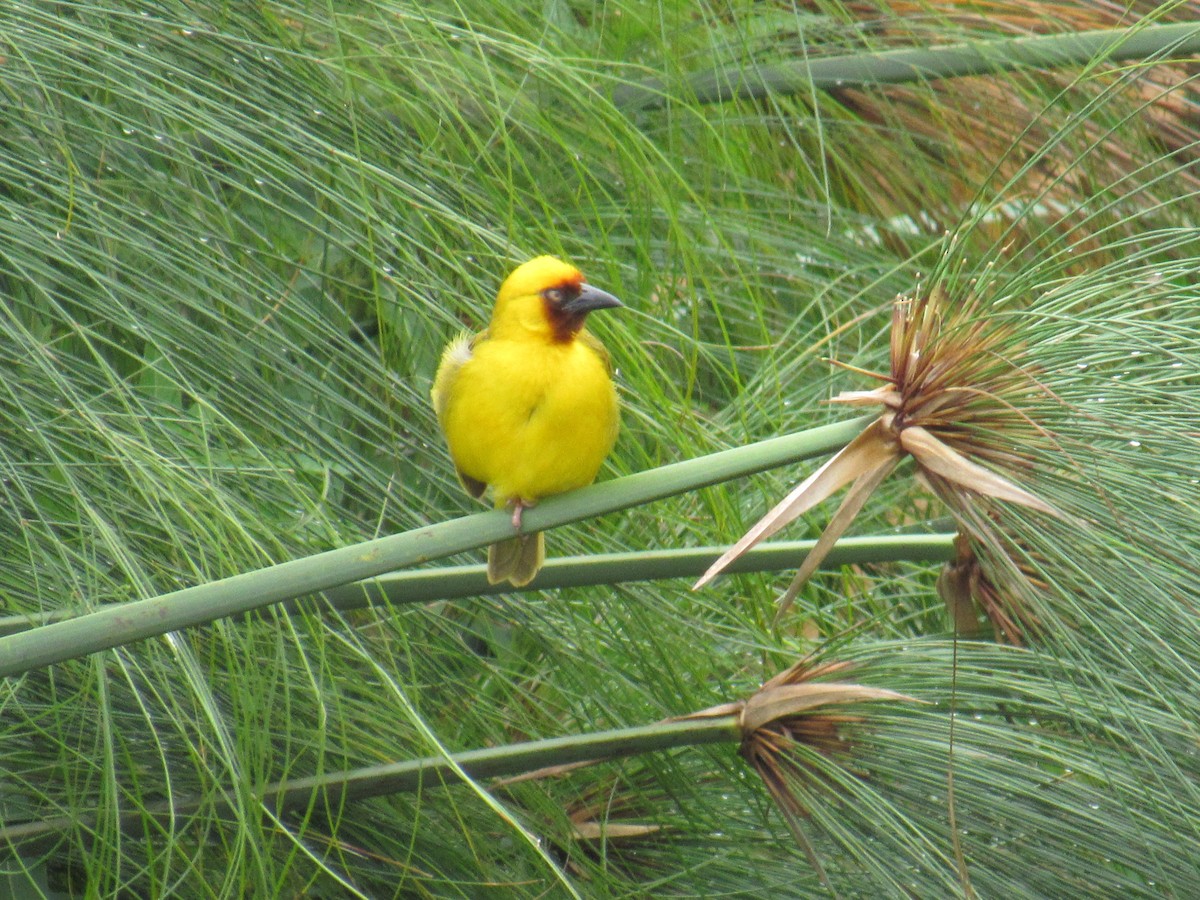 Tejedor Gorjipardo Norteño - ML647604632