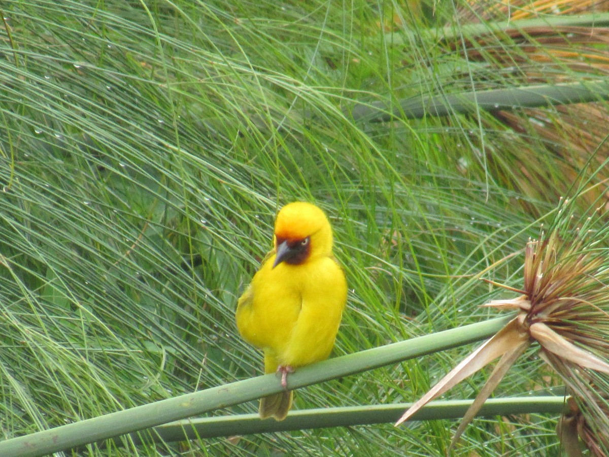 Tejedor Gorjipardo Norteño - ML647604633
