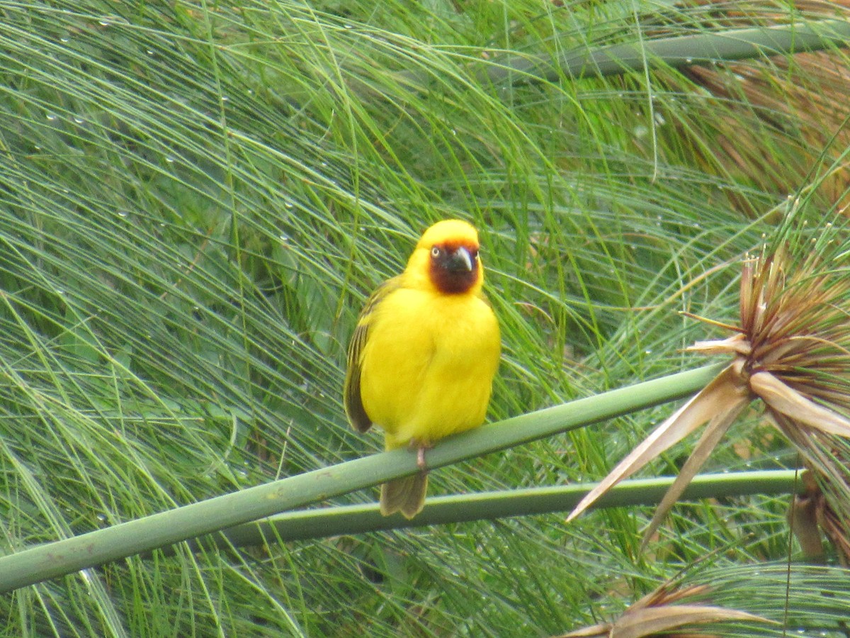 Tejedor Gorjipardo Norteño - ML647604635