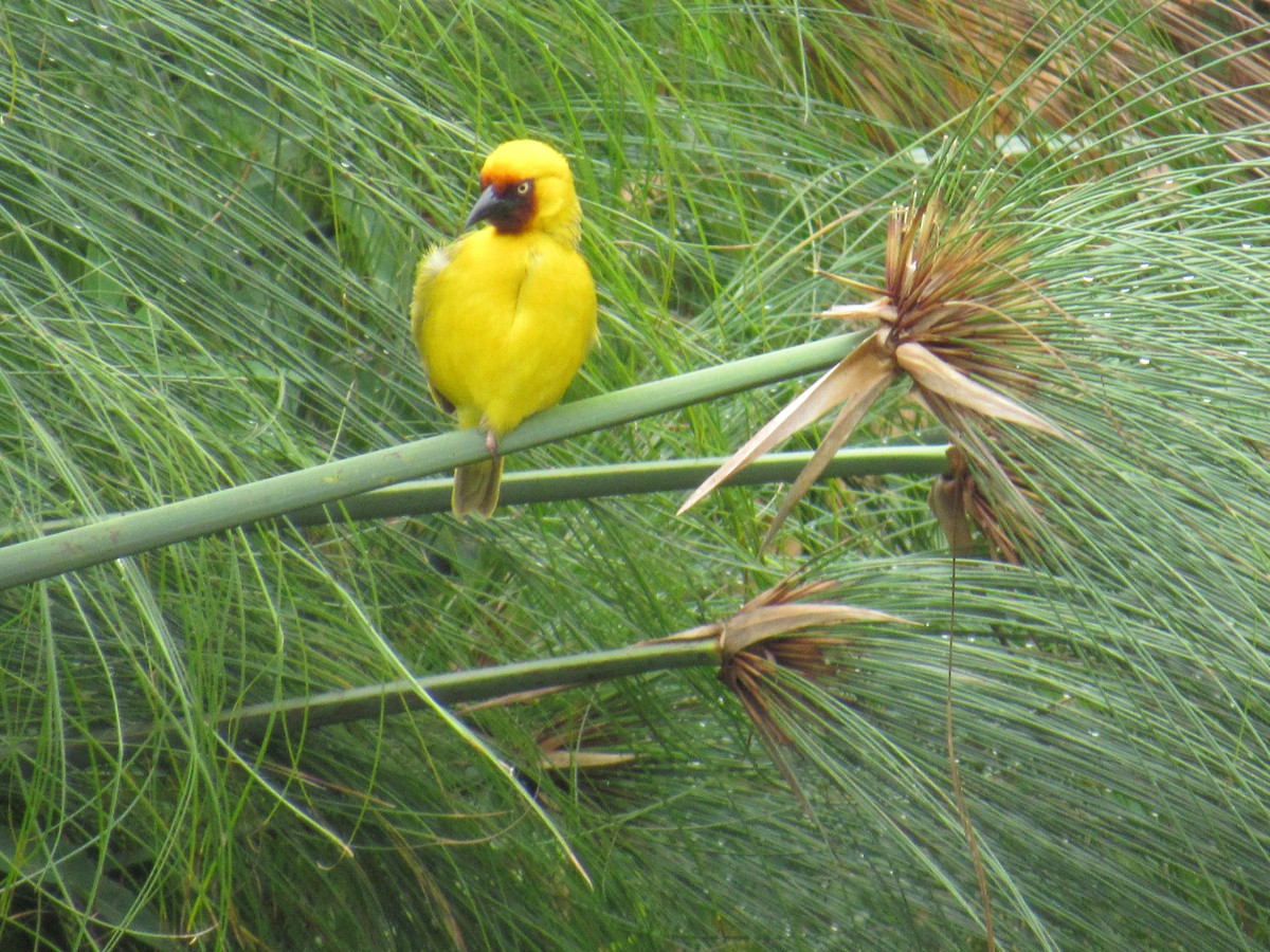 Tejedor Gorjipardo Norteño - ML647604638