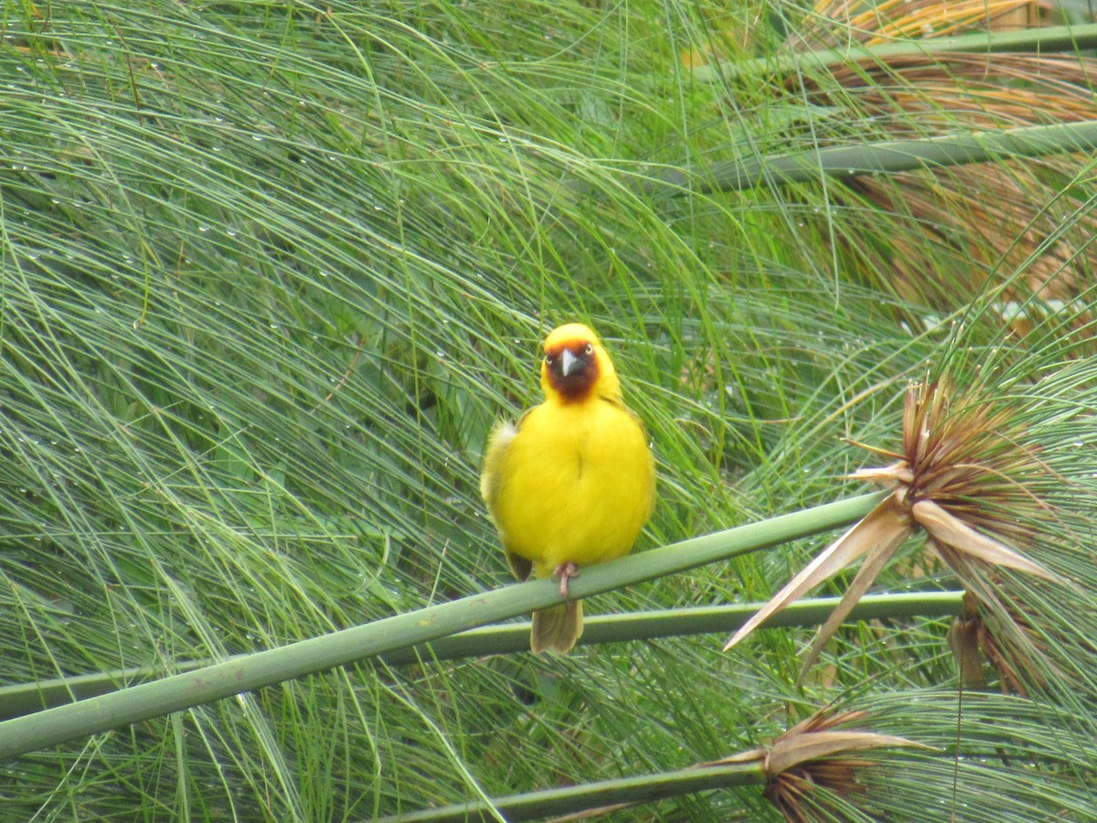 Tejedor Gorjipardo Norteño - ML647604639