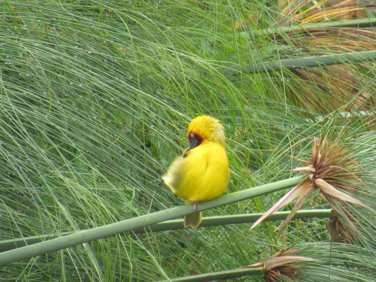 Tejedor Gorjipardo Norteño - ML647604640