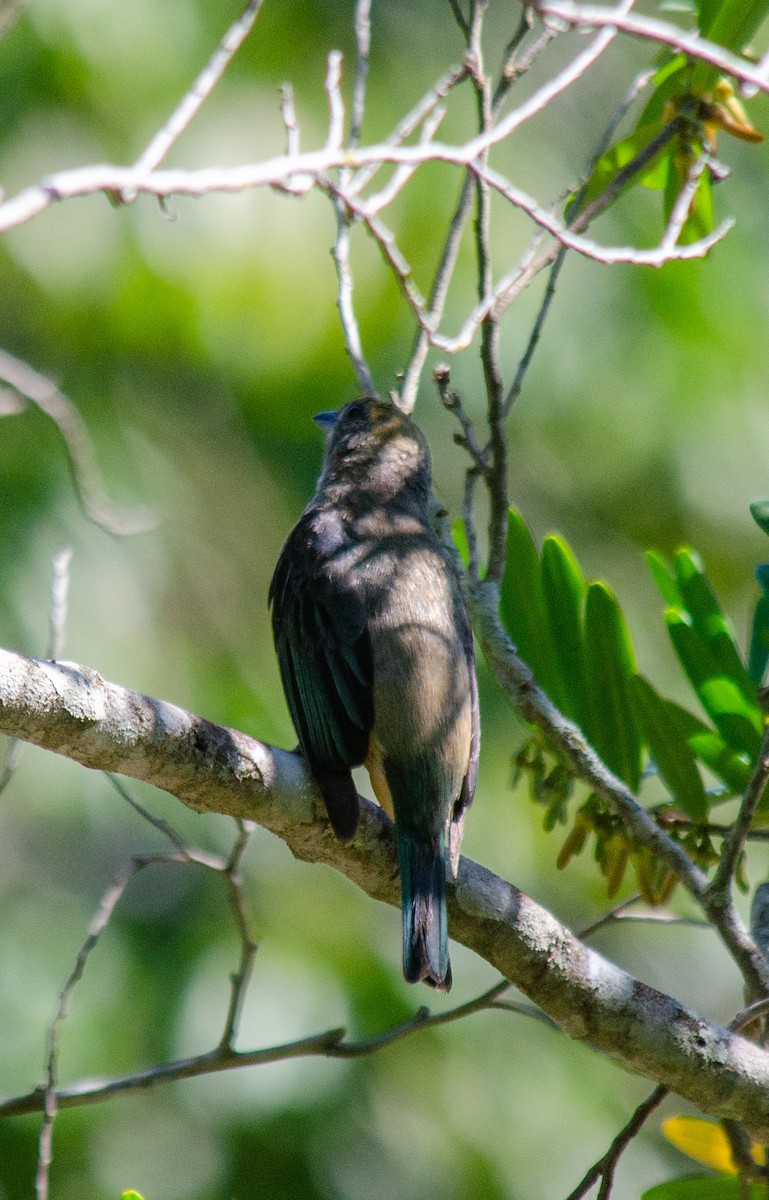 Tangara Isabel - ML647604641