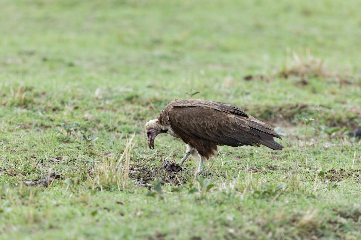Alimoche Sombrío - ML647604642