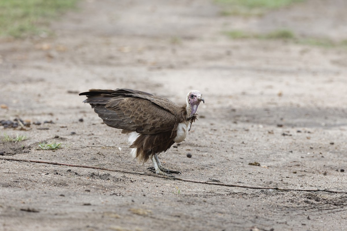 Alimoche Sombrío - ML647604643