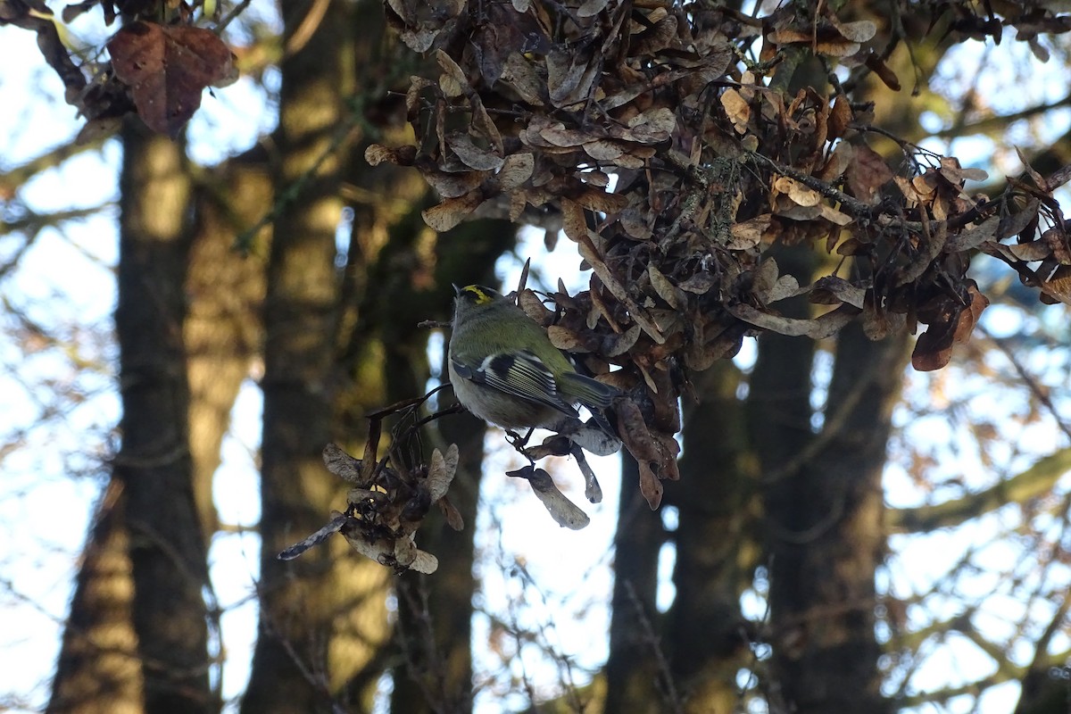 Reyezuelo Sencillo - ML647604644