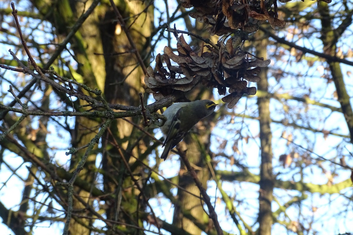 Reyezuelo Sencillo - ML647604645