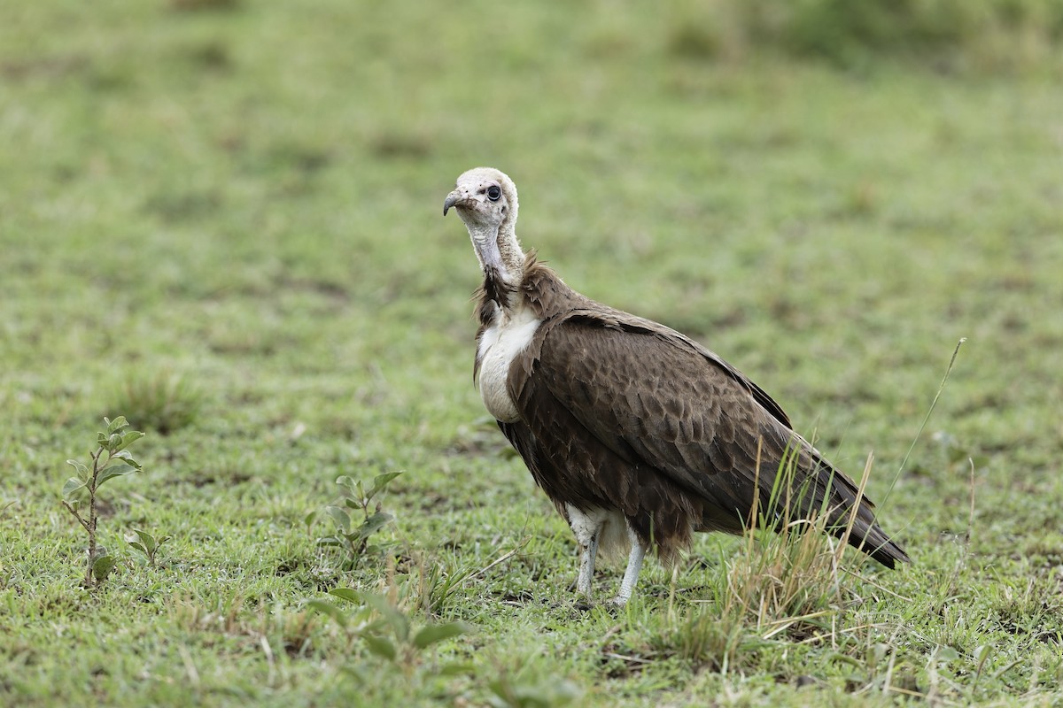 Alimoche Sombrío - ML647604647