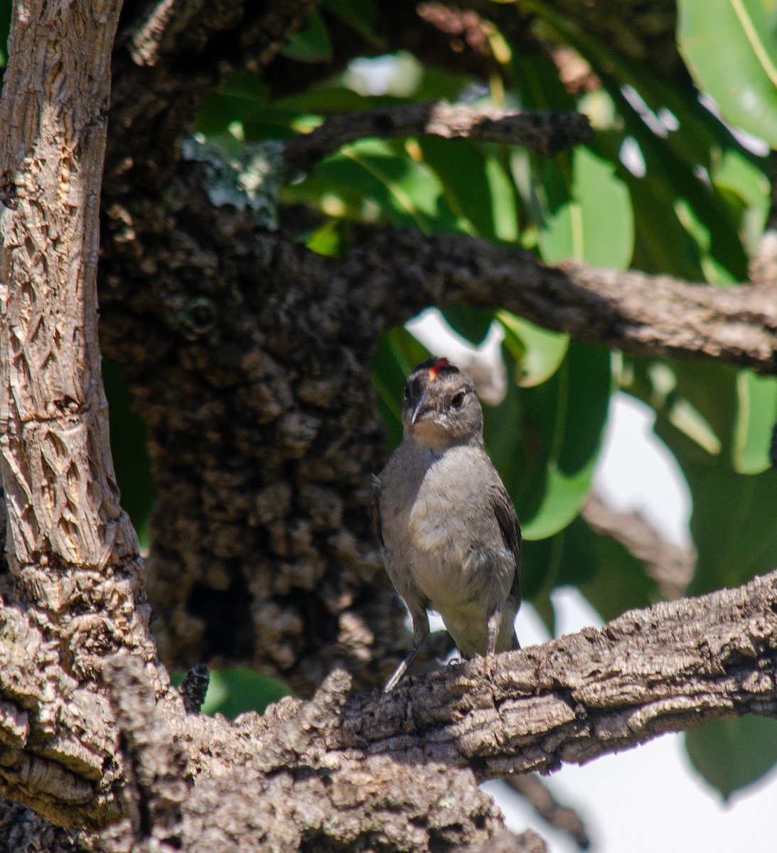 Soldadito Capirotado - ML647604648