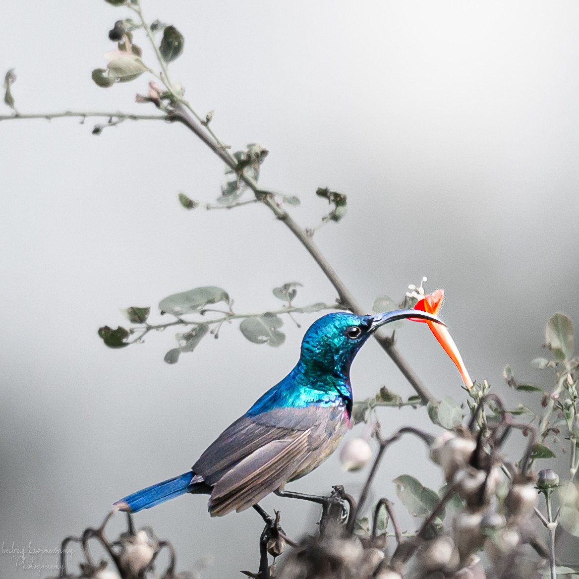 Suimanga de Loten - ML647604650