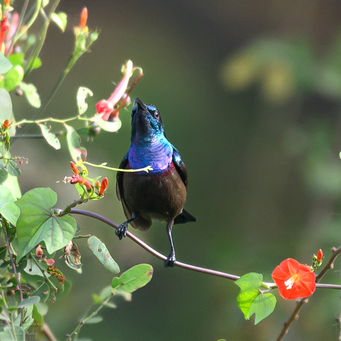 Suimanga de Loten - ML647604651