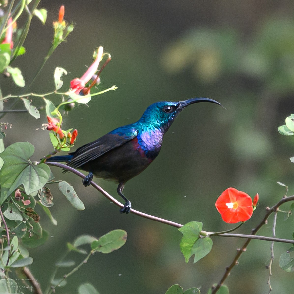 Suimanga de Loten - ML647604652