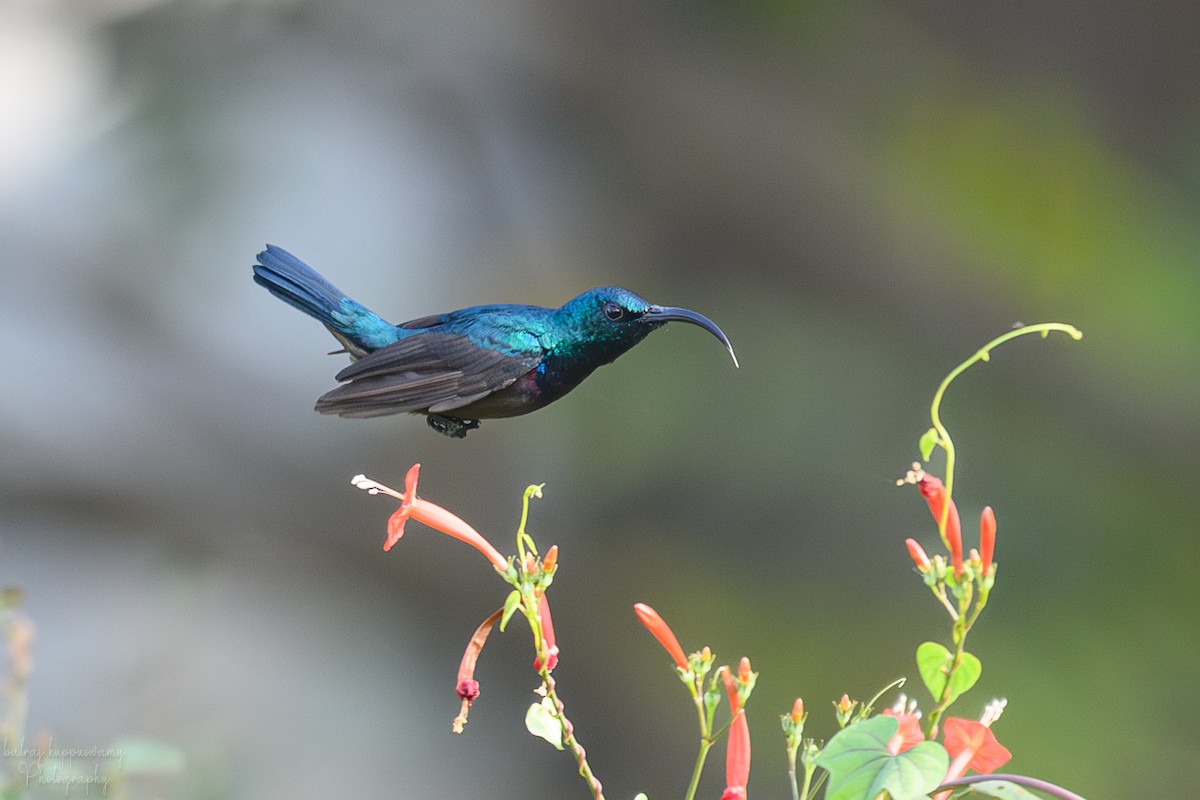 Suimanga de Loten - ML647604653