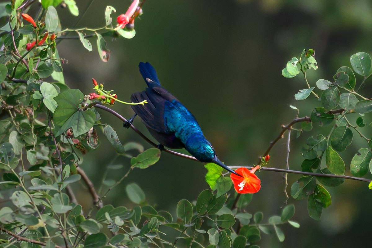 Suimanga de Loten - ML647604654