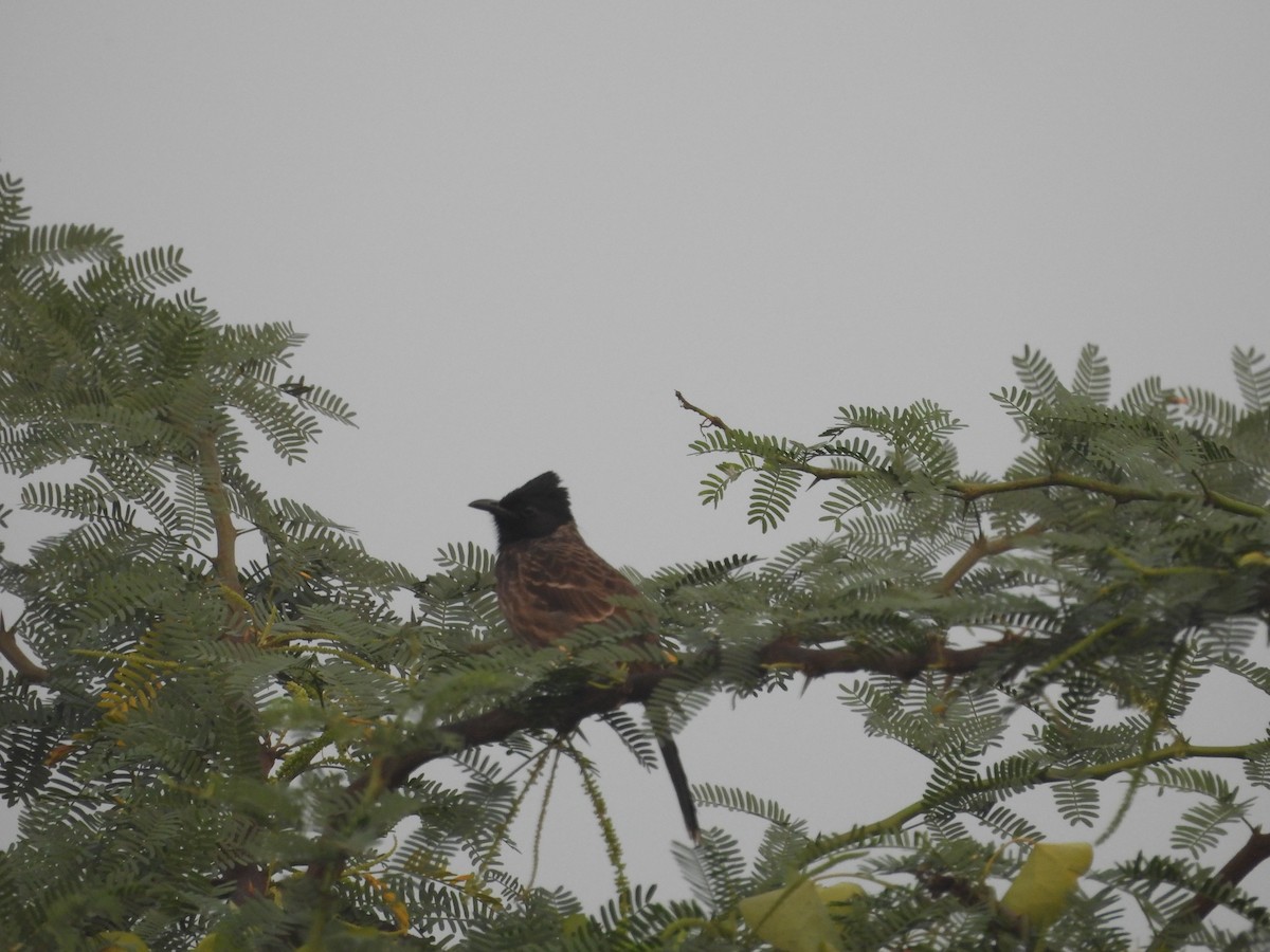 Bulbul Cafre - ML647604656