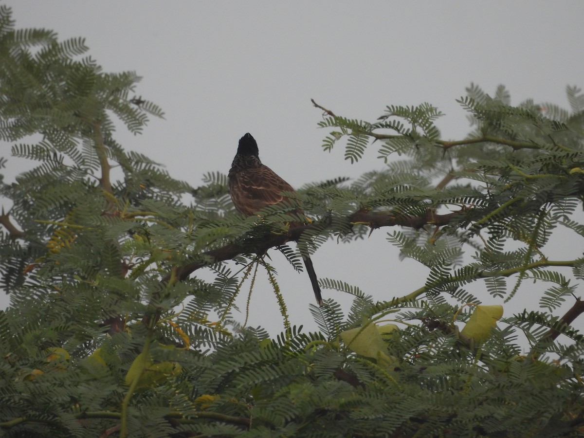 Bulbul Cafre - ML647604657