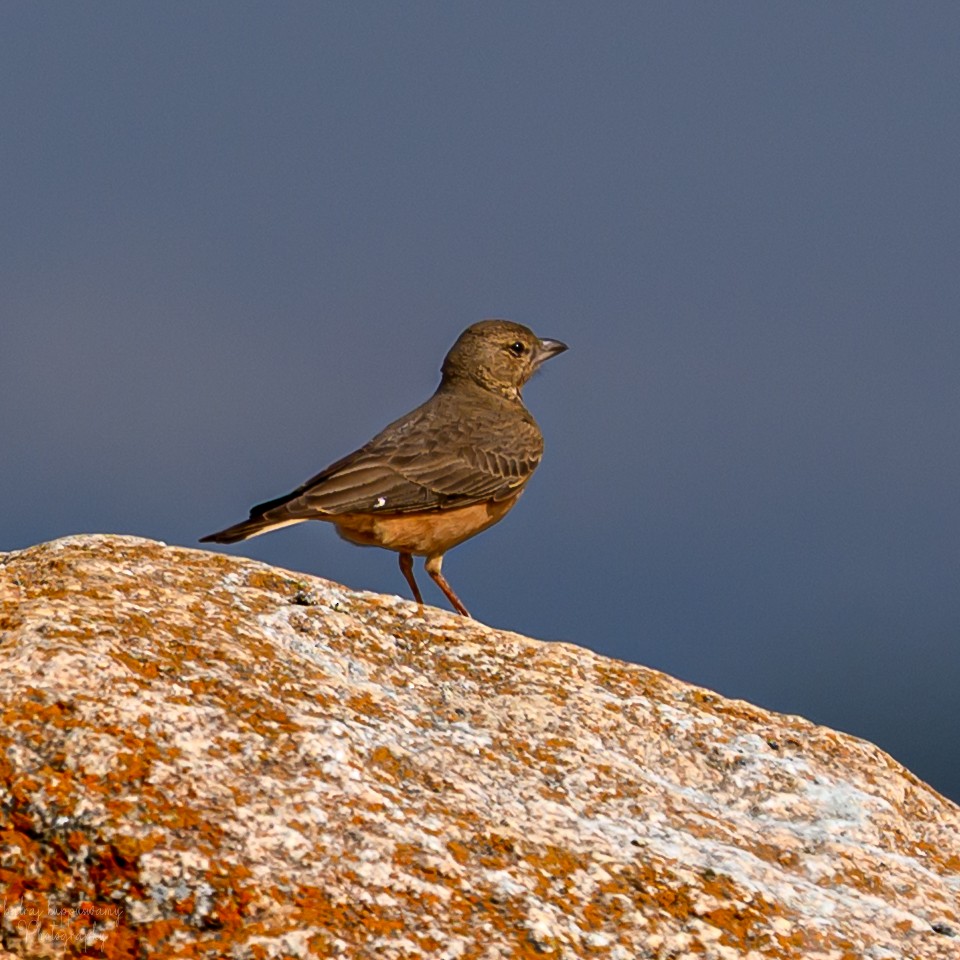 Terrera Colirroja - ML647604658