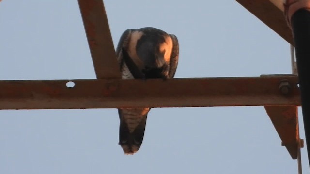 Gökdoğan - ML647604662