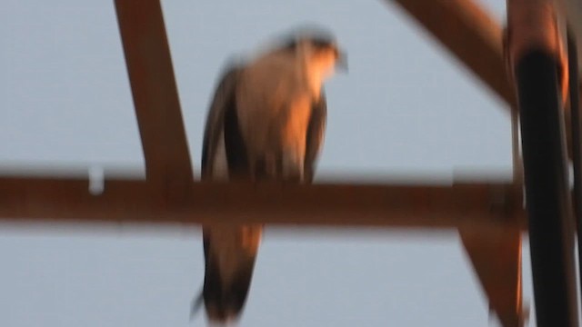 Gökdoğan - ML647604663