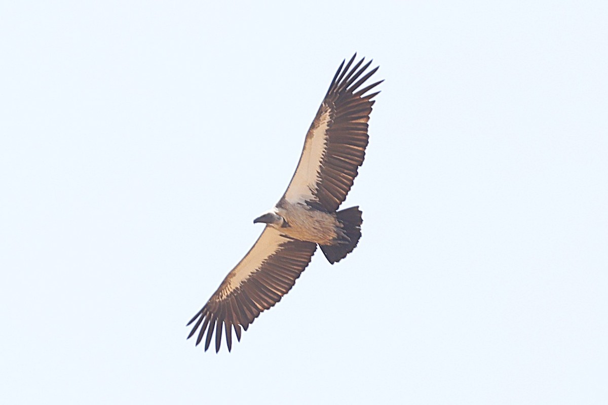 Ak Sırtlı Akbaba - ML647604665