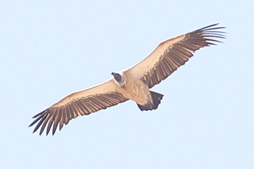 Ak Sırtlı Akbaba - ML647604667