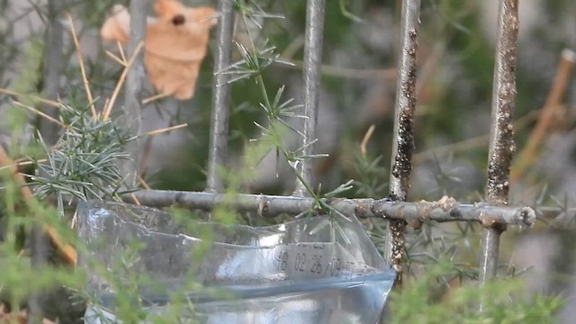 Filistin Nektarkuşu - ML647604761