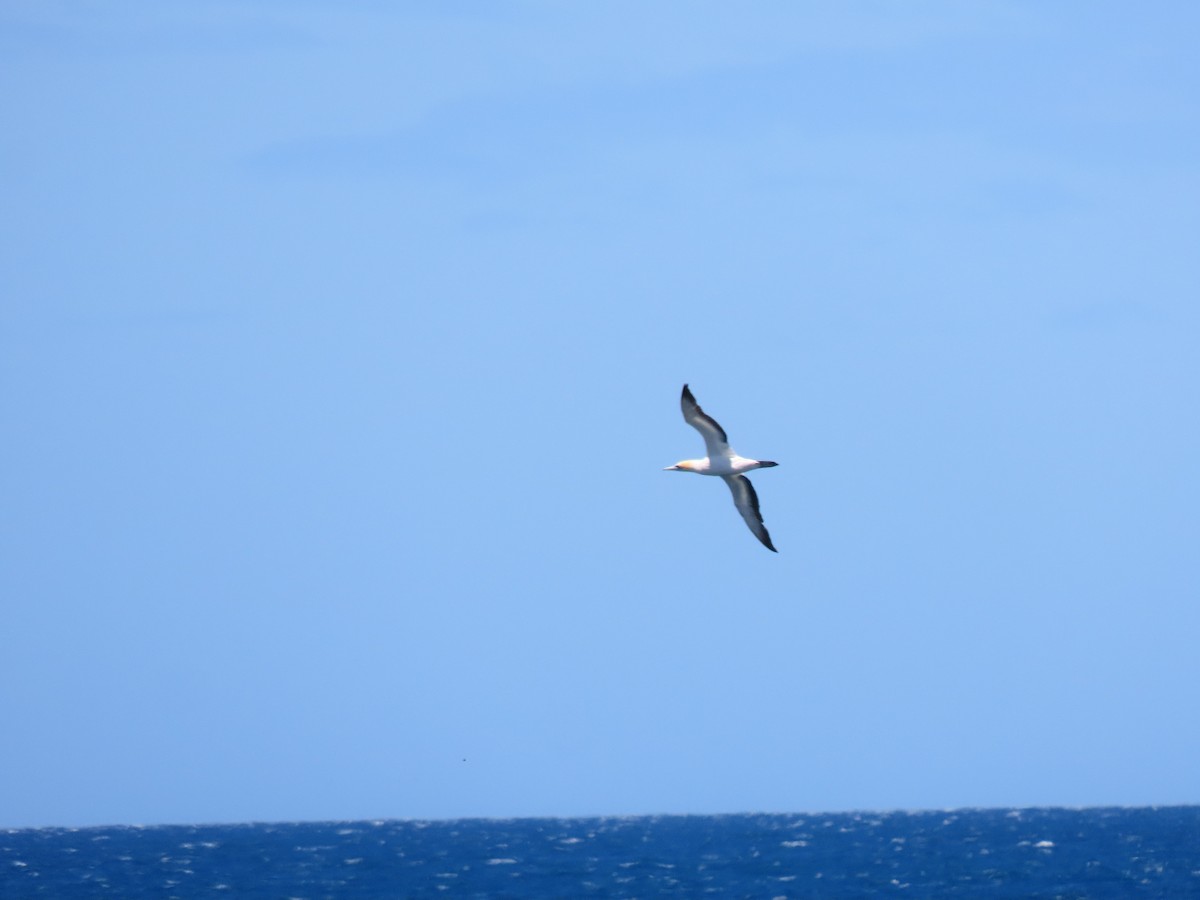 Сула австралійська - ML647604786