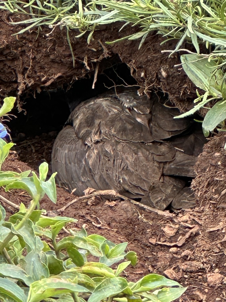 Wedge-tailed Shearwater - ML647604791