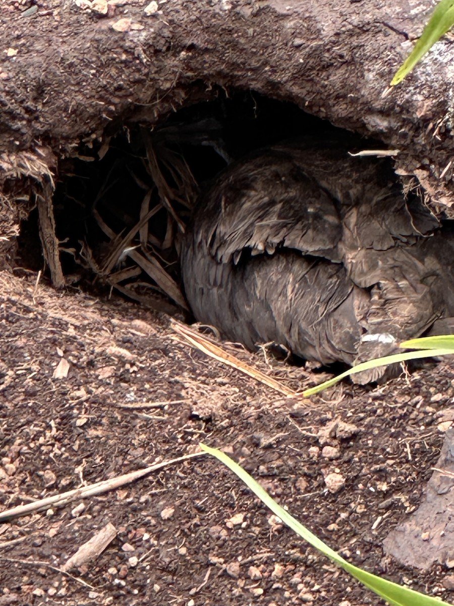 Wedge-tailed Shearwater - ML647604792