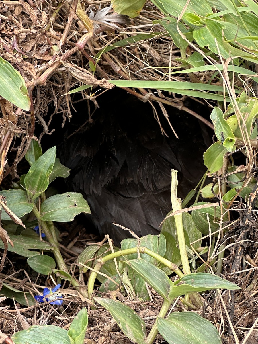 Wedge-tailed Shearwater - ML647604794