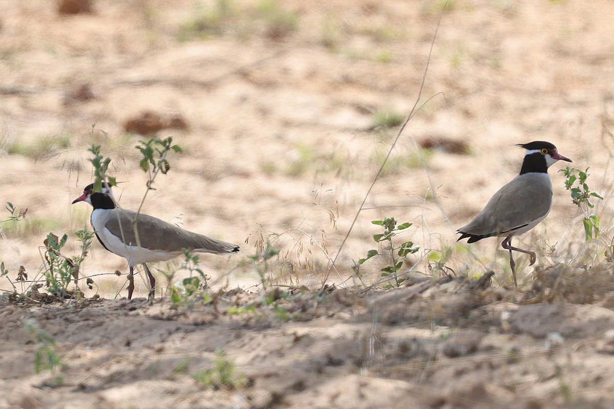 Black-headed Lapwing - ML647604796