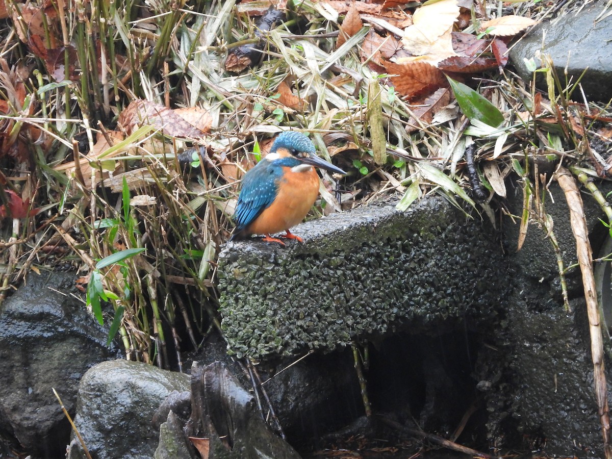 Common Kingfisher - ML647604797