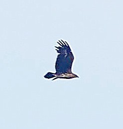 Greater Spotted Eagle - ML647604799