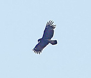 Greater Spotted Eagle - ML647604800