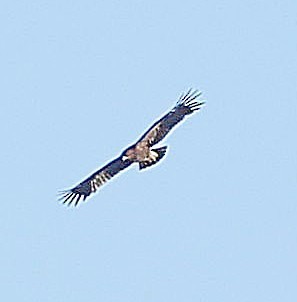 Greater Spotted Eagle - ML647604801