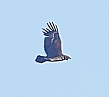 Greater Spotted Eagle - ML647604802