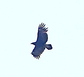 Greater Spotted Eagle - ML647604803