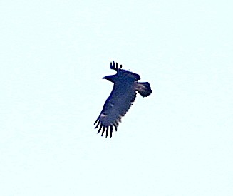 Greater Spotted Eagle - ML647604804