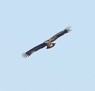 Greater Spotted Eagle - ML647604805