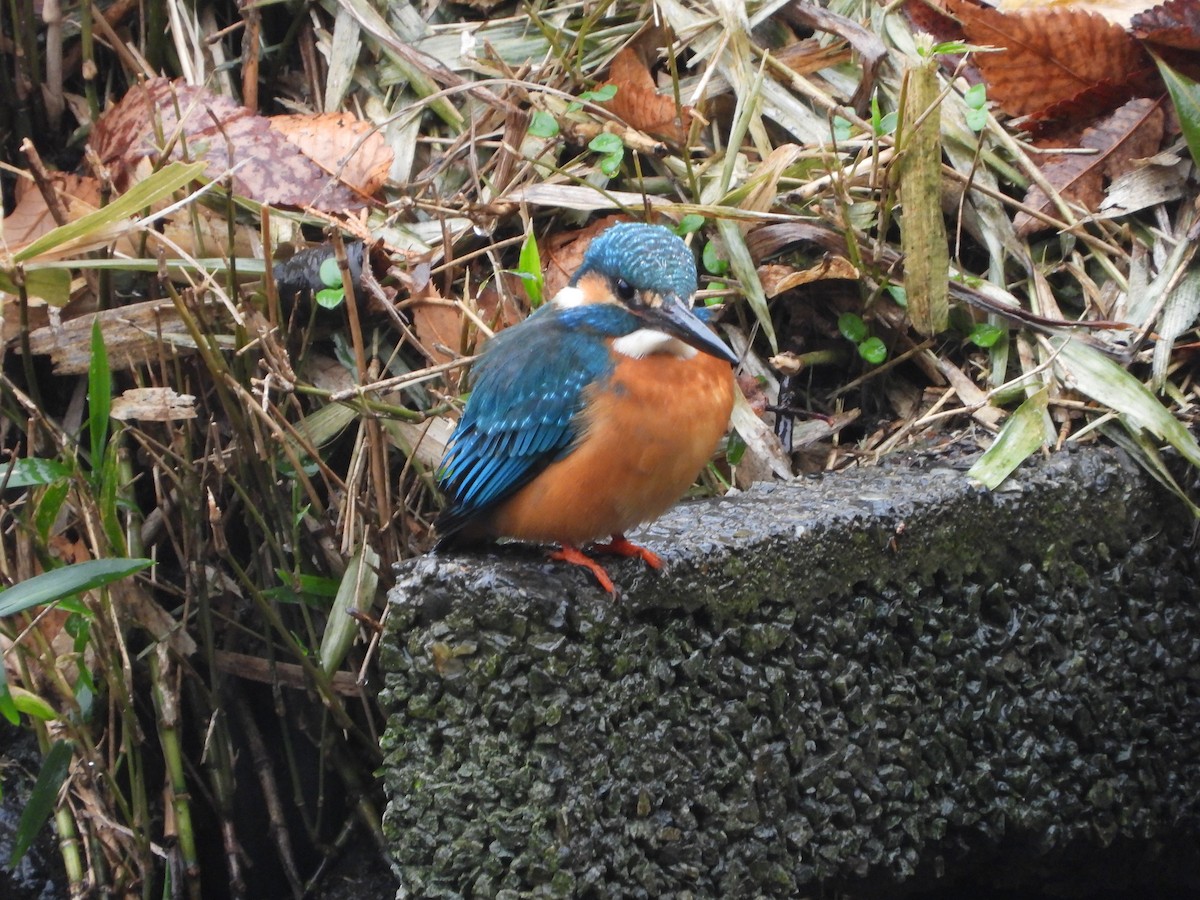 Common Kingfisher - ML647604807