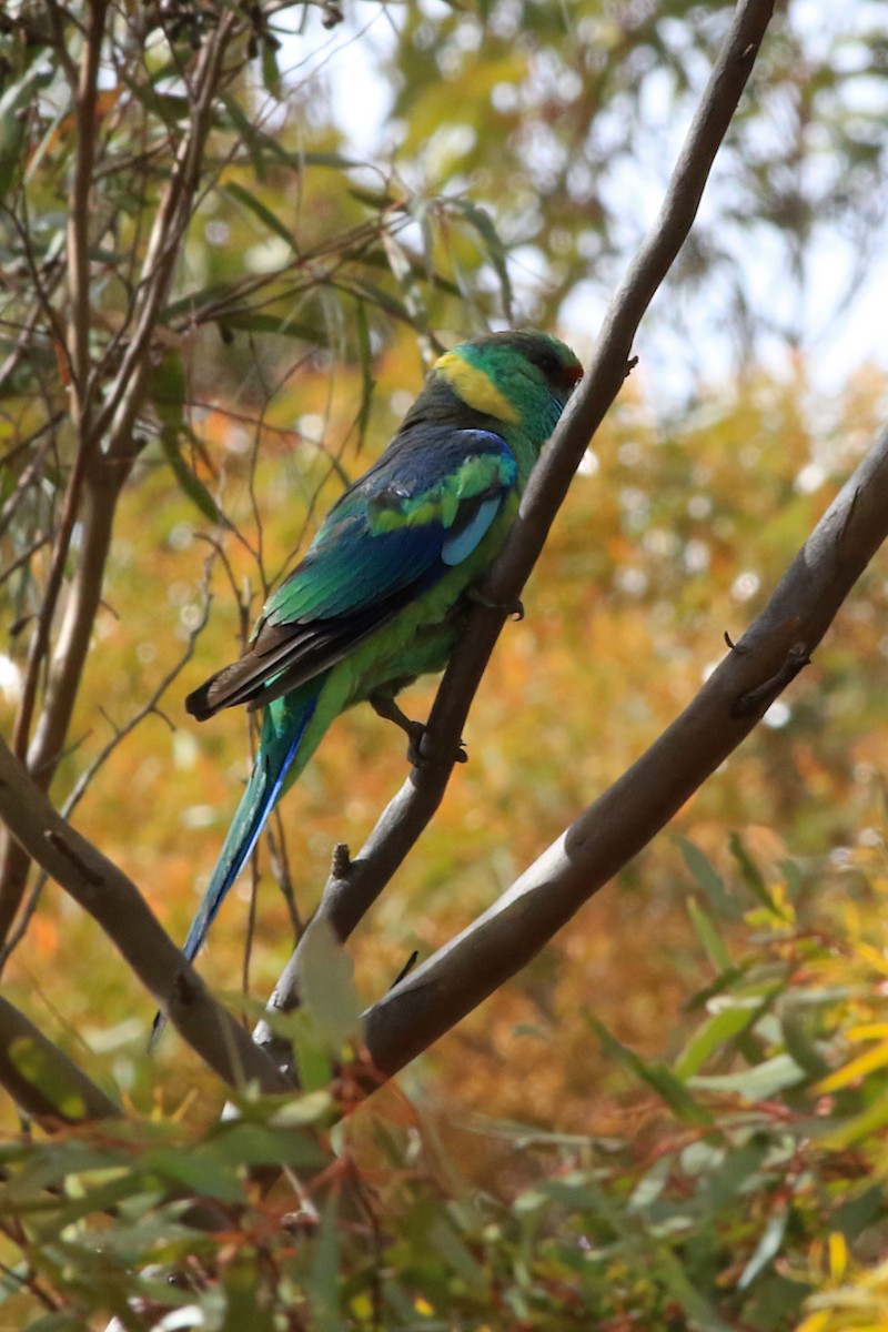 Australian Ringneck - ML647604808