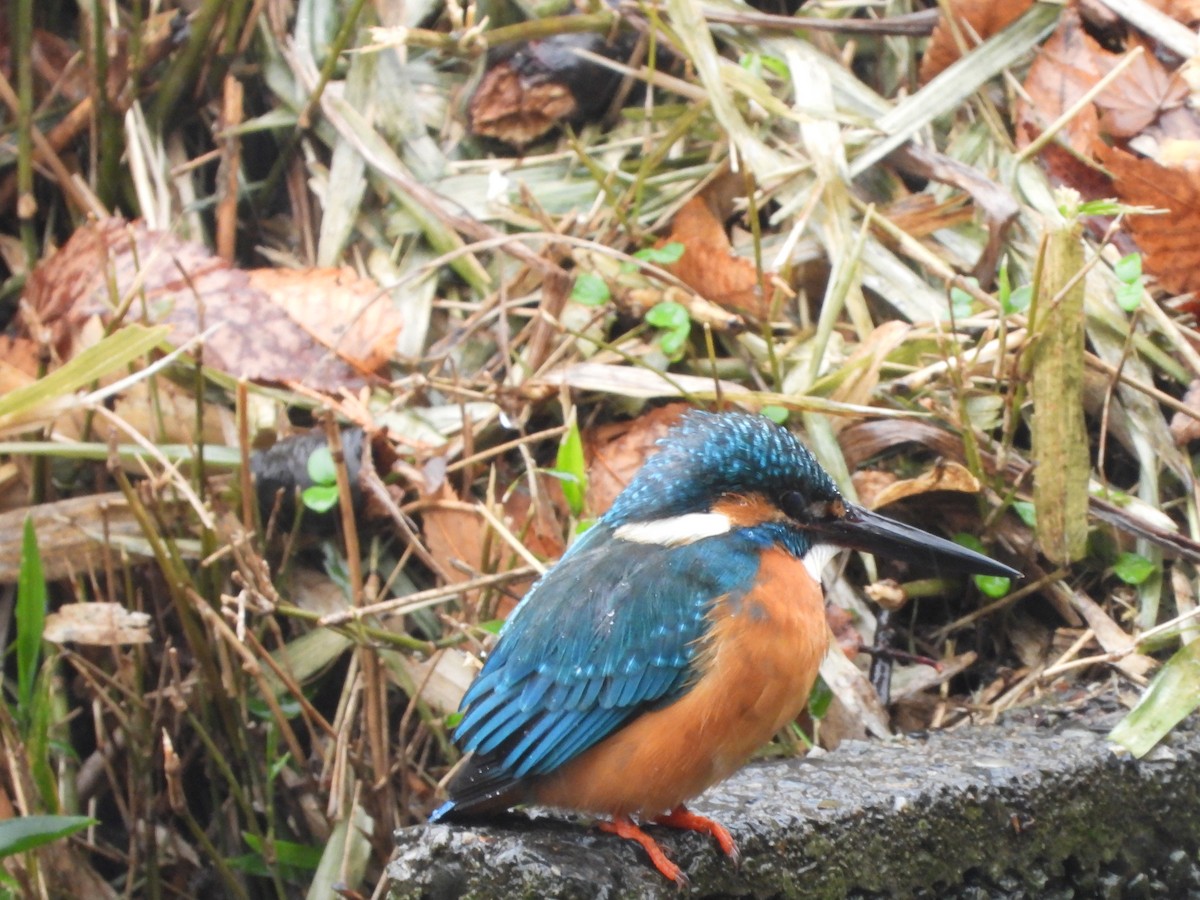 Common Kingfisher - ML647604809