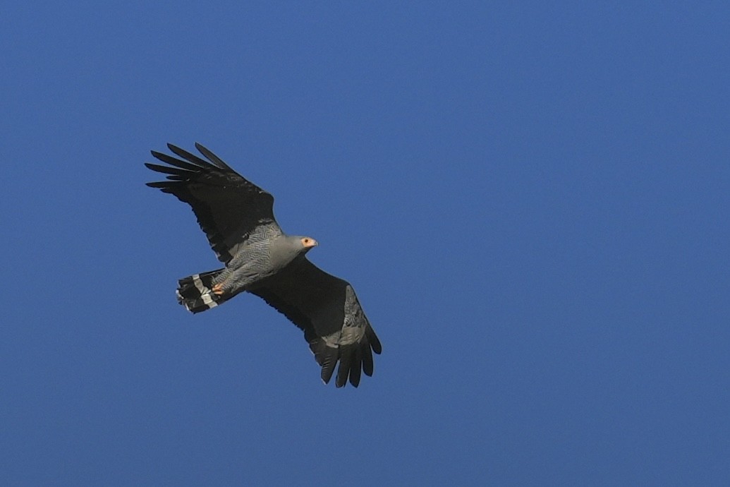 African Harrier-Hawk - ML647604810