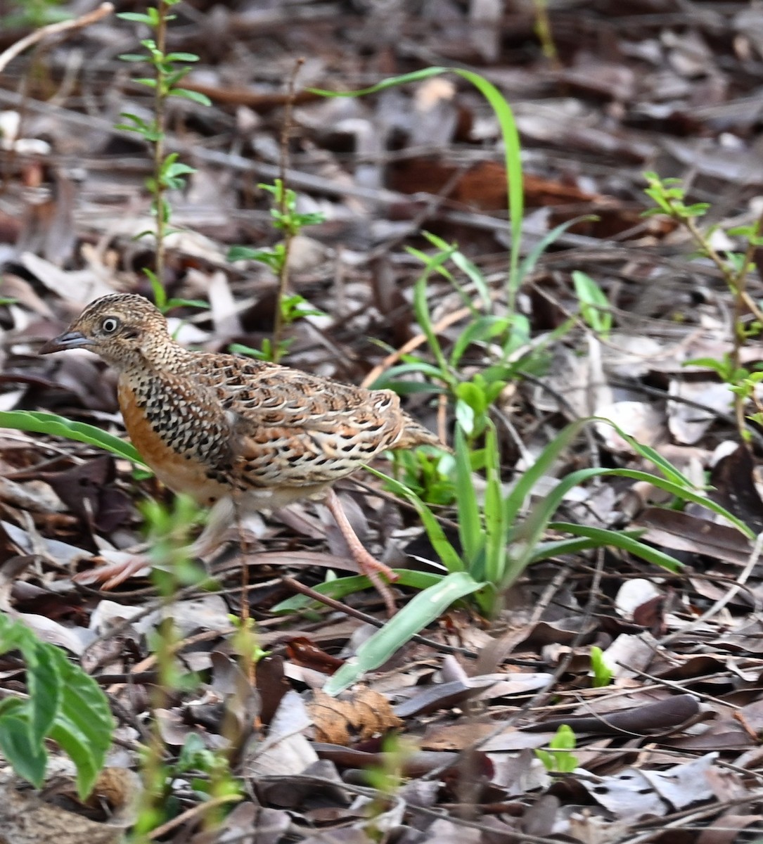 Common Quail - ML647604811