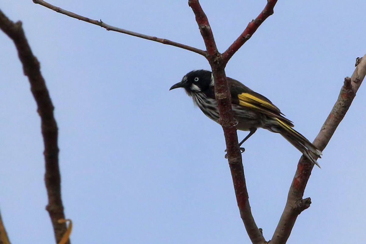 New Holland Honeyeater - ML647604812