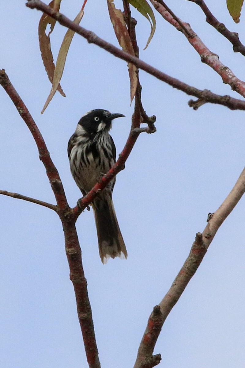 New Holland Honeyeater - ML647604813