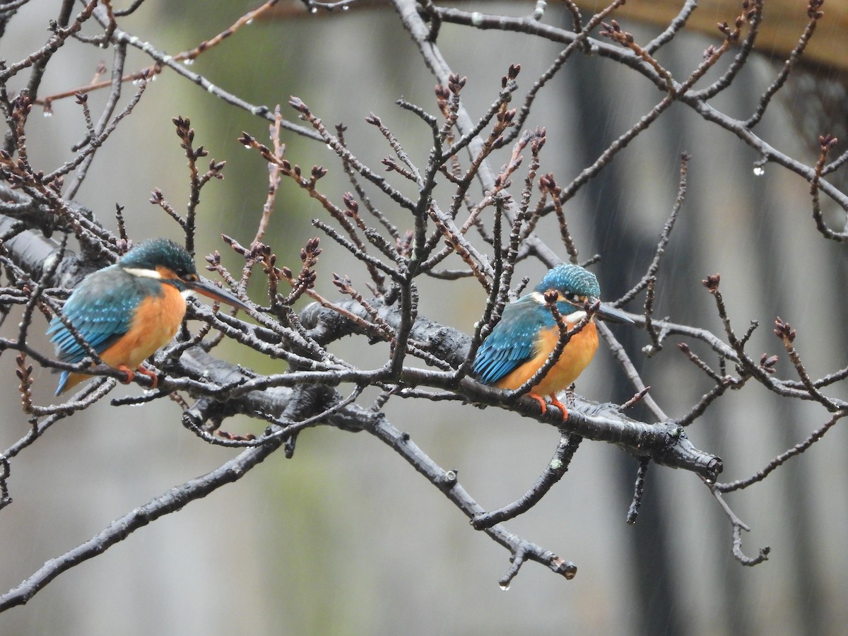 Common Kingfisher - ML647604819